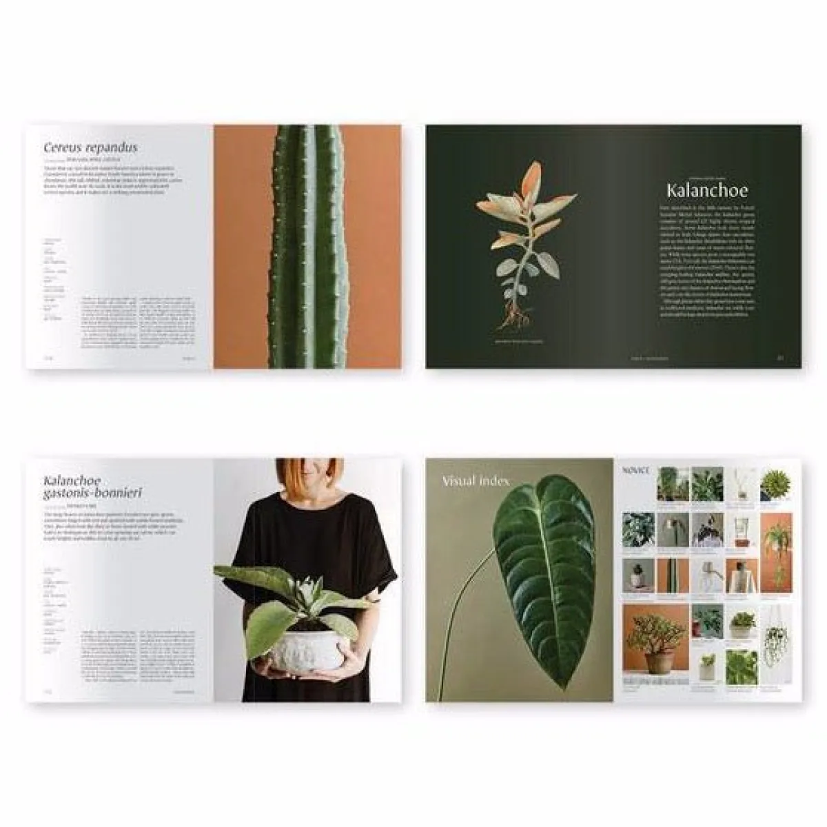 Best Betsy & Iya Plantopedia - The Definitive Guide to Houseplants